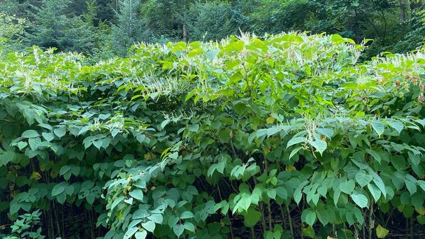 Восковое клинч многолетнее растение Reynoutria japonica, зеленый многолетний сильно ветвящийся многолетний может достигать высоты до 3 м - Фото, изображение