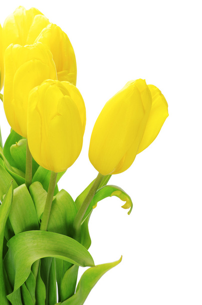 Yellow tulips - Foto, imagen