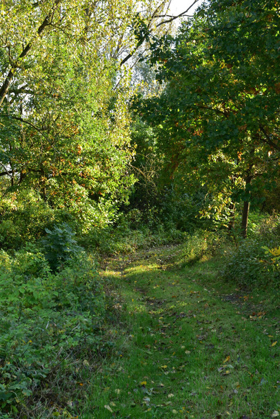 Un chemin de campagne recouvert d'herbe parmi les arbres et les arbustes par une journée ensoleillée d'automne. La zone est inaccessible à d'autres. Automne. - Photo, image