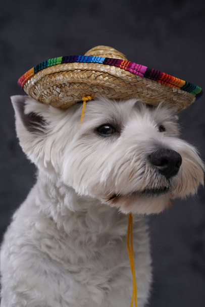 Αγαπητό λευκό τεριέ σκυλάκι με μεξικάνικο ψάθινο καπέλο - Φωτογραφία, εικόνα