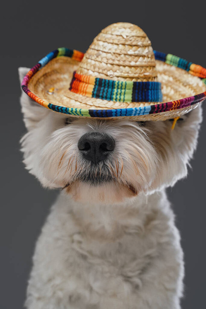 頭に藁帽子付きの愛らしいふわふわのテリア犬 - 写真・画像