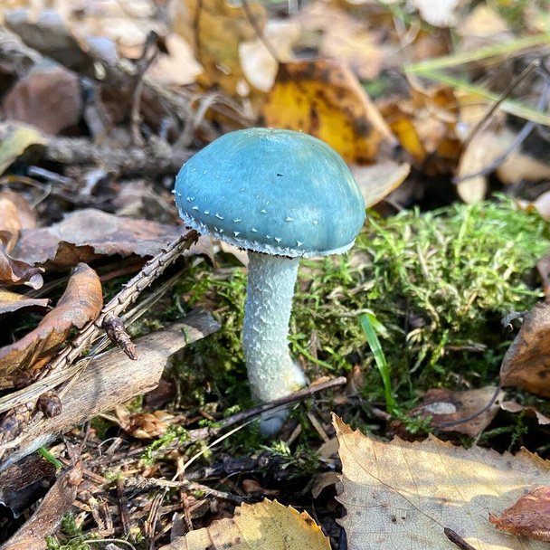 Stropharia aeruginosa is een ongewone smaragdgroene paddenstoel - Foto, afbeelding