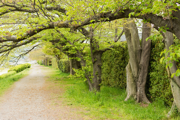 Foglie verdi sentiero dei ciliegi, Kyoto, Giappone
 - Foto, immagini