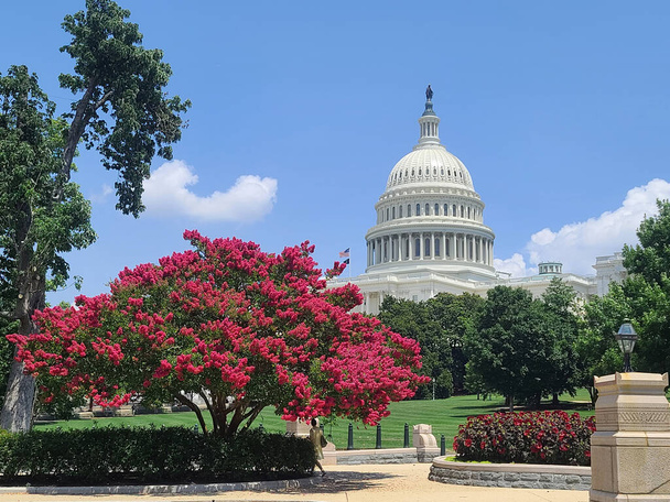 Myrtle ağacı çiçek açıyor ve ABD Kongre Binası 'nın güneybatı cephesi, kubbe ve Temsilciler Meclisi binası binası, Washington DC' deki Capitol Hill 'de.. - Fotoğraf, Görsel
