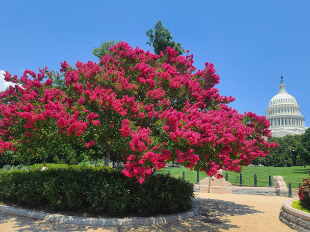 Myrtle tree kwitnące w National Mall z kopułą Kapitolu Stanów Zjednoczonych i skrzydłem Izby Reprezentantów w tle, na Kapitolu Hill w Waszyngtonie, USA. - Zdjęcie, obraz