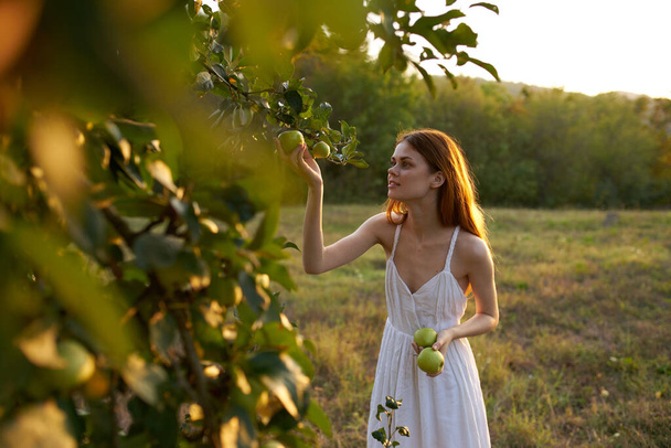 自然の中で白いドレスの女性は果物の木からリンゴを選ぶ - 写真・画像