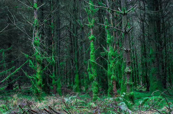 Κλάδος δέντρων στο δάσος που καλύπτεται από moos, Ηνωμένο Βασίλειο - Φωτογραφία, εικόνα