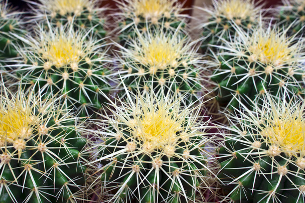 Cactus plants. - Photo, Image