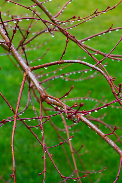 緑の草を背景にした茶色い小葉の木の枝に春露 - 写真・画像