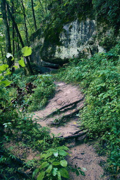 大規模な地衣類岩に対する緑の森を介して砂の森林公園未舗装の歩道 - 写真・画像