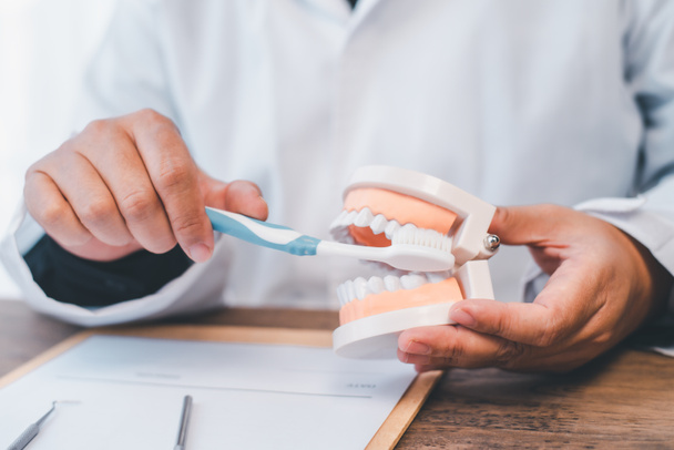 I dentisti stanno dimostrando con la dentiera di educarli. A proposito di ortodonzia e lavarsi i denti - Foto, immagini