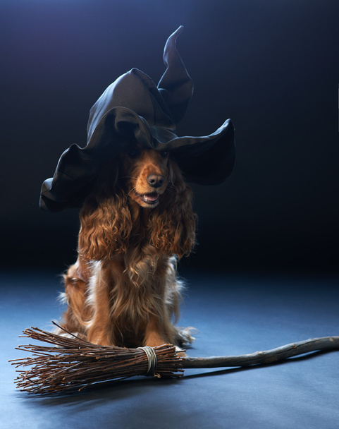 dog sitting in a witches hat - Photo, Image