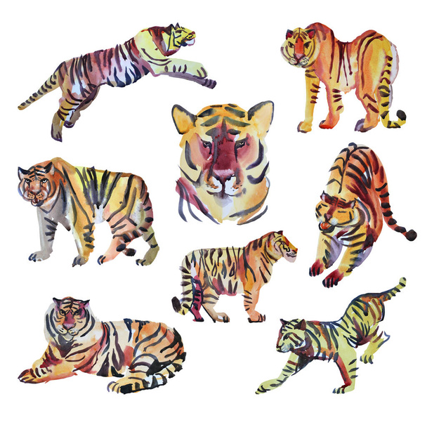 Набор акварельных рисунков, нарисованных вручную дикой кошкой тигра на белом фоне. Китайский символ нового года. Оранжевое животное с черными полосками. Творческий клип к празднику - Фото, изображение