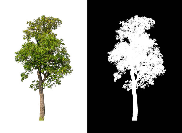 Valkoisella pohjalla eristetyt puut soveltuvat sekä painatukseen että verkkosivuille - Valokuva, kuva
