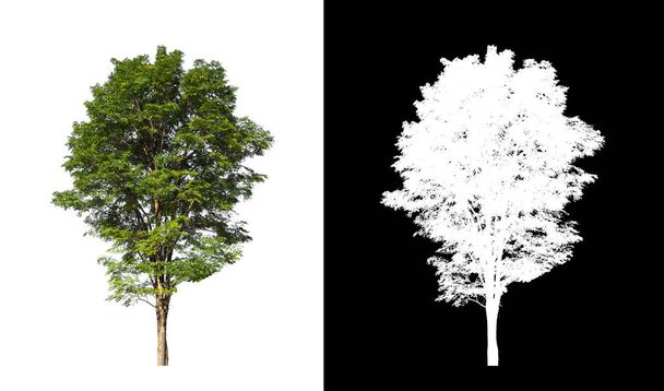 Los árboles que están aislados sobre un fondo blanco son adecuados tanto para imprimir como para páginas web - Foto, Imagen