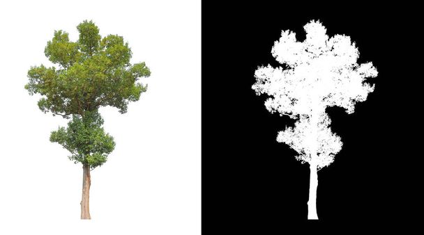 白い背景に孤立している木は、印刷とウェブページの両方に適しています。 - 写真・画像
