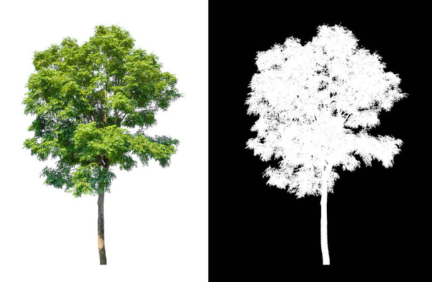 drzewo odizolowane na białym tle ze ścieżką wycinania i kanałem alfa - Zdjęcie, obraz