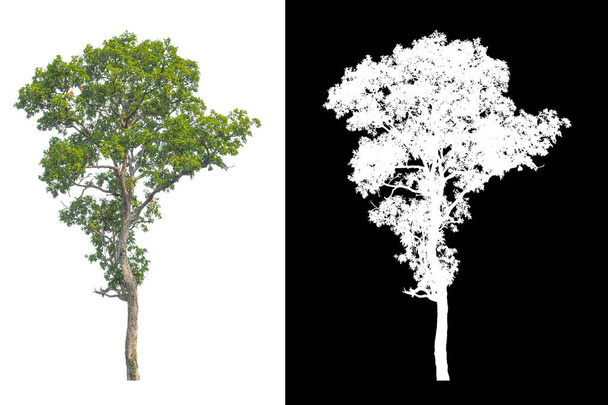Árvores que são isoladas em fundo branco são adequadas para impressão e páginas da web - Foto, Imagem