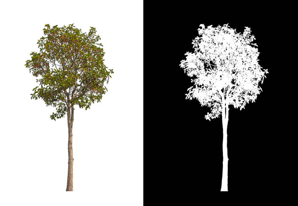 Деревья, изолированные на белом фоне, подходят как для печати, так и для веб-страниц - Фото, изображение