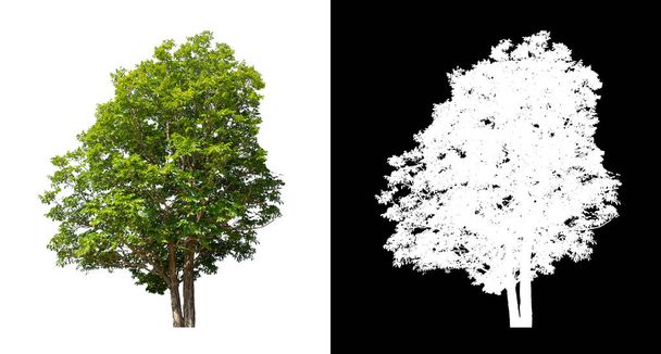 Дерева, які ізольовані на білому тлі, підходять як для друку, так і для веб-сторінок
 - Фото, зображення
