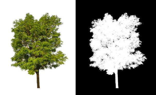 Деревья, изолированные на белом фоне, подходят как для печати, так и для веб-страниц - Фото, изображение