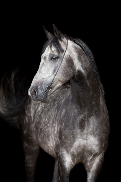 Серая арабская лошадиная голова
 - Фото, изображение