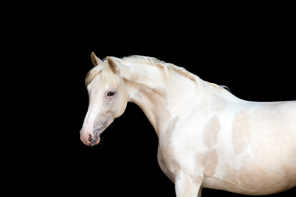 Белый пони с пятнами
 - Фото, изображение