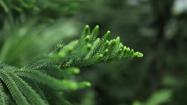 アラウカナスの枝はノーフォーク松の葉を詳細に松 - 映像、動画