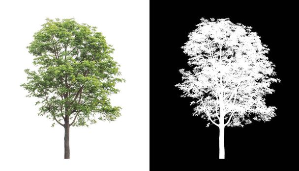 Δέντρα που απομονώνονται σε λευκό φόντο είναι κατάλληλα τόσο για εκτύπωση όσο και για ιστοσελίδες - Φωτογραφία, εικόνα