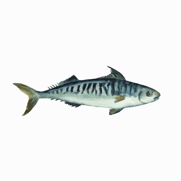 Mackerel isolated on white background. Clip art for design, menu and education material. Colorful realistic watercolor illustration. - Вектор,изображение
