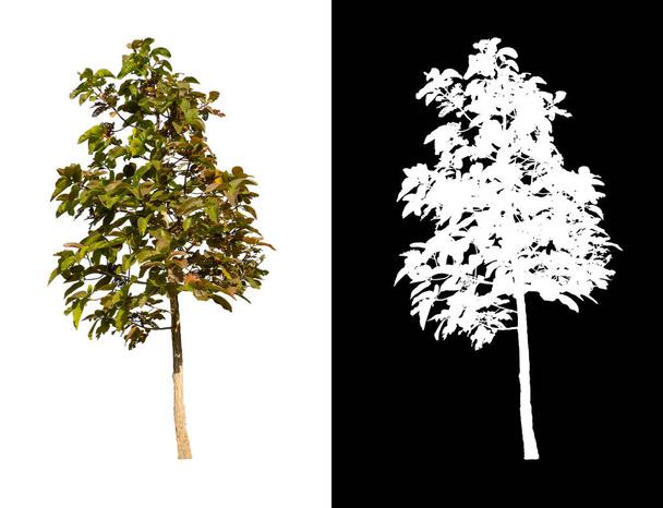 δέντρο απομονωμένο σε λευκό φόντο με διαδρομή απόληξης και κανάλι άλφα - Φωτογραφία, εικόνα