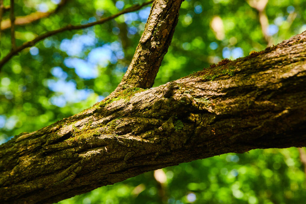 Macro de branche d'arbre avec mousse claire et fond vert - Photo, image