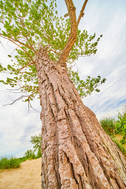 Detalle f corteza del tronco del árbol mirando hacia arriba con dunas de arena y hierbas - Foto, imagen