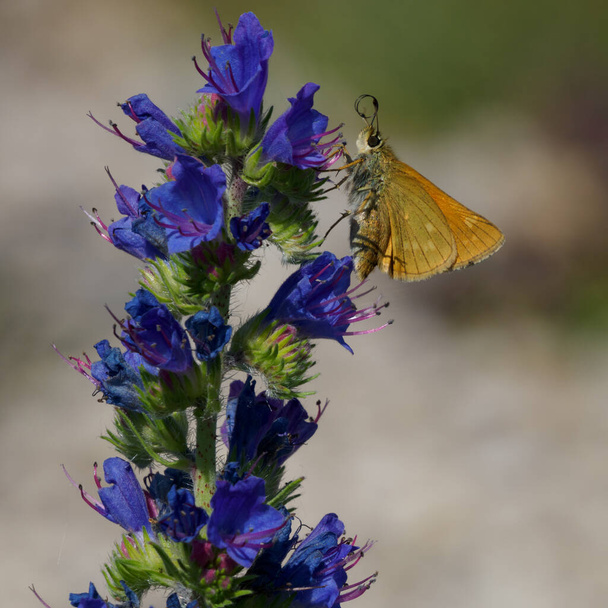 Lulworth skipper, Thymelicus acteon foraging on a flower at a meadow called Panzerwiese at Munich, Germany - Photo, Image