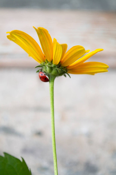 黄色の花の上のLadybugを閉じる - 写真・画像