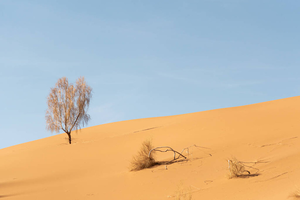 vista desde la naturaleza y paisajes de dasht e lut o desierto de sahara con árbol de tamarisco podrido. Medio Oriente desierto - Foto, Imagen