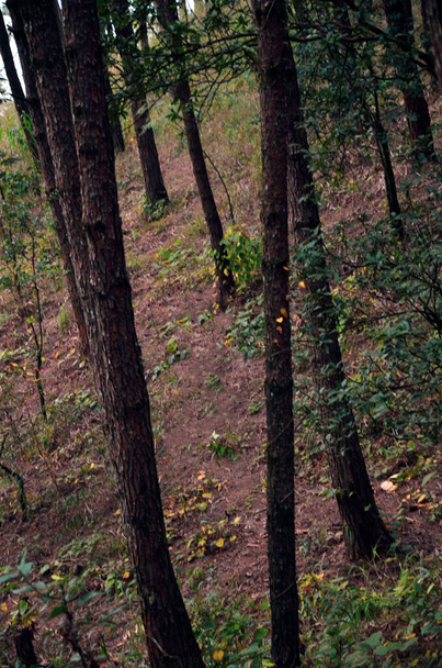 Vysoké borovice z vysokýho úhlu. Řádky stromů v lese - Fotografie, Obrázek