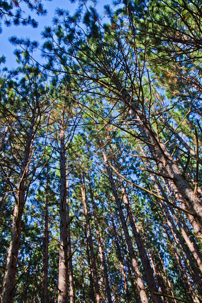 Wormen oog van hoge bomen reiken naar de hemel door bladeren - Foto, afbeelding