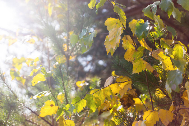 Schöne Herbstlandschaft mit gelben Bäumen und Sonne. Buntes Laub im Park. Fallen hinterlässt natürlichen Hintergrund - Foto, Bild