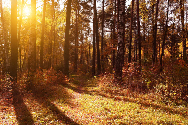 Sunset in the autumn forest. A beautiful season with colorful leaves. - Photo, image