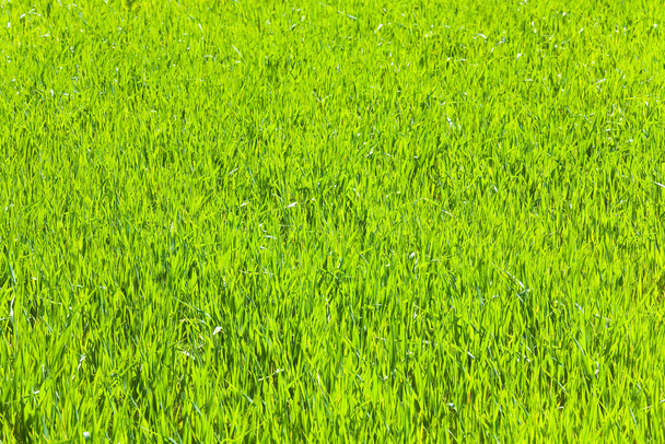 Lente groen gras (aard achtergrond) - Foto, afbeelding