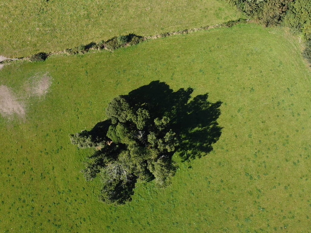 aerial of a group of trees in a field drone cornwall uk  - Photo, Image