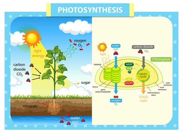 Bitki illüstrasyonunda fotosentez sürecini gösteren diyagram - Vektör, Görsel