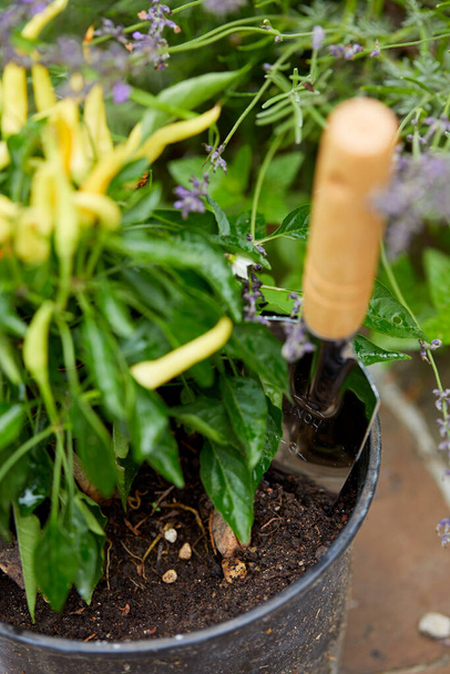 садовый инструмент с растением в саду в солнечный день, осенняя концепция  - Фото, изображение