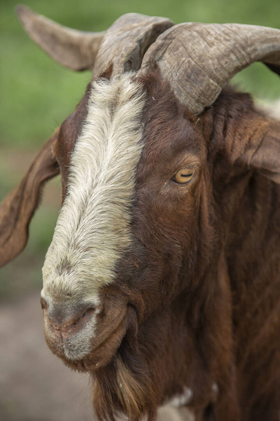 Животное смотрит в камеру, показывая свои рога - Фото, изображение