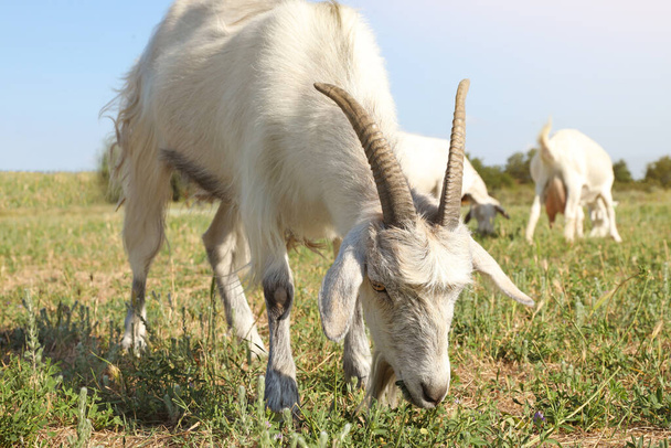 Cute goats on pasture at farm. Animal husbandry - Fotografie, Obrázek