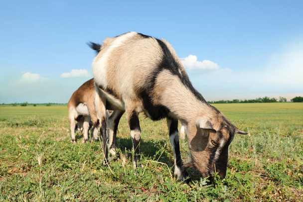 Cute goats on pasture at farm. Animal husbandry - Valokuva, kuva