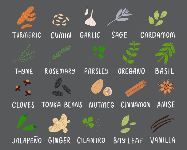 Spices and herbs set with labels. Flat hand drawn seasonings for spicy food at the kitchen. - Vector, Image