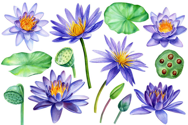 Встановіть фіолетові квіти лотоса, листя, насіння та бутони на ізольованому білому тлі, ілюстрація ручного малюнка акварелі
 - Фото, зображення