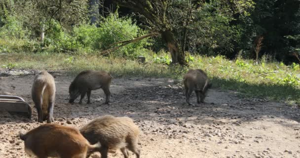 Yaban domuzları ormanda dolaşıp yiyecek arar. - Video, Çekim